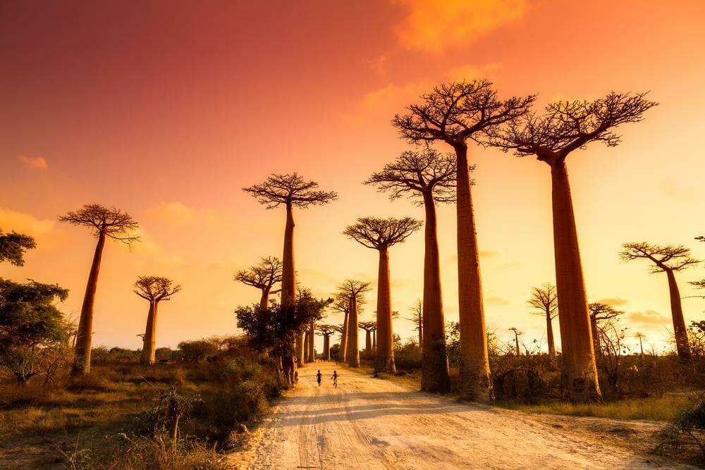Allée de Baobab