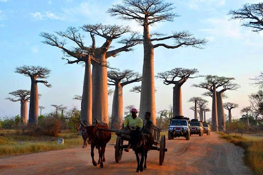 Allée de Baobab