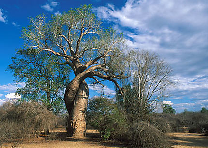 Allée de Baobab